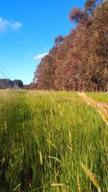 Witchcliffe Redgate Forest Retreatゲストハウス エクステリア 写真