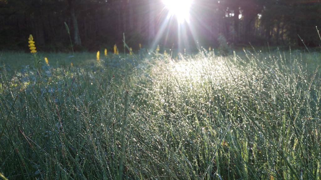 Witchcliffe Redgate Forest Retreatゲストハウス エクステリア 写真