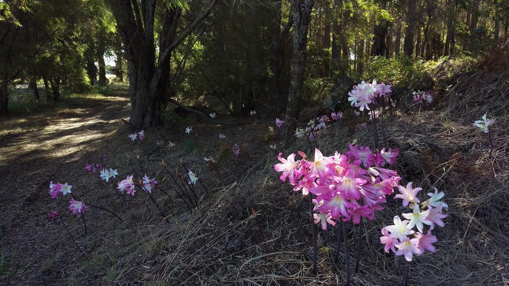 Redgate Forest Retreat Witchcliffe エクステリア 写真